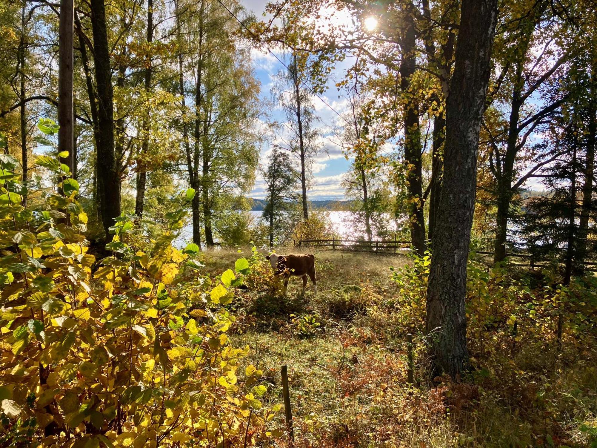 Lidhem Herrgard. Bed & Breakfast Och Mindre Laegenheter Vimmerby Esterno foto